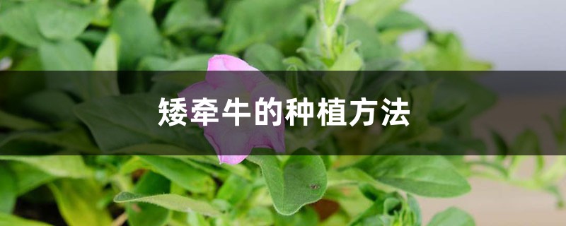 矮牵牛如何种植 (矮牵牛的种植方法)